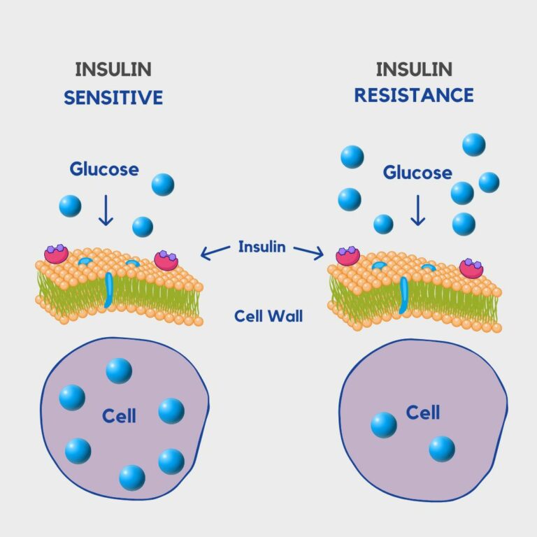 Example of the process of insulin resistance vs insulin sensitivity.